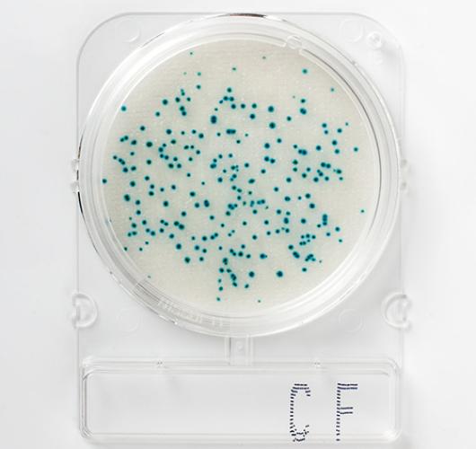 Подложки колиформные и фекальные колиформные бактерии - Compact Dry CF