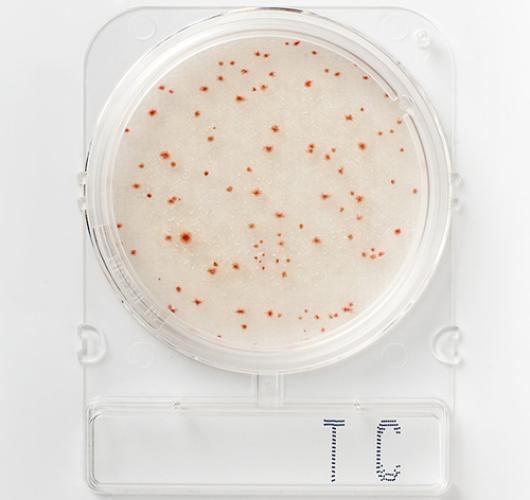 Подложки общее микробное число - Compact Dry TС