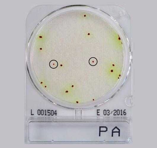 Подложки синегнойная палочка - Compact Dry PА