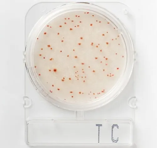 Сухие подложки HiPetriSlim™для подсчета E. coli и колиформных бактерий в воде HiPetriSlim™ HiCrome® E.coli-coliform Water Count, 100 шт/упаковка